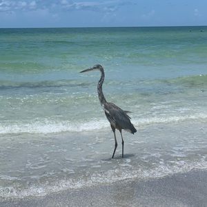 Meet your Posher, Britney